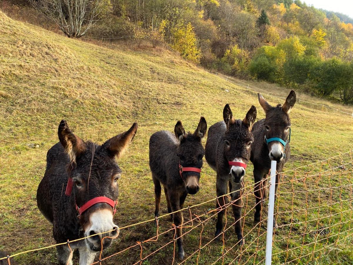 Baita Valtellina. Relax Nel Cuore Delle Alpi Grosio Extérieur photo